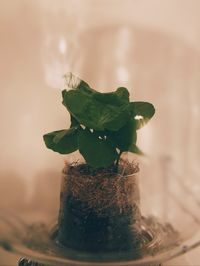 Close-up of potted plant on table