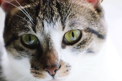 Close-up portrait of a cat