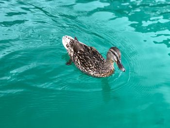 High angle view of duck swimming in lake