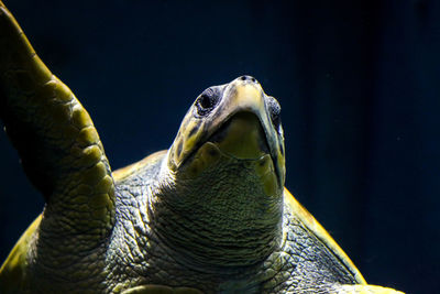 Close-up of turtle swimming in water