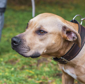 Close-up of dog looking away outdoors