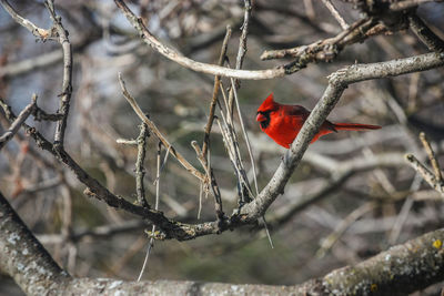 Bird perching on branch