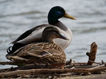 Close-up of duck on lake
