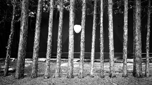 Trees in forest