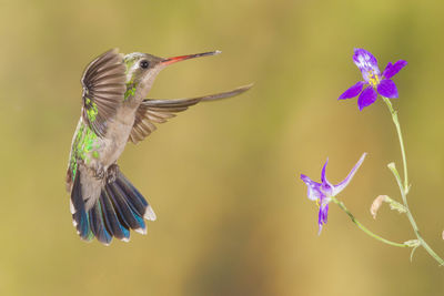 Close-up of hummingbird hovering by flower
