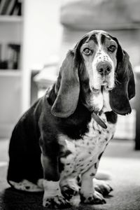 Close-up portrait of dog at home