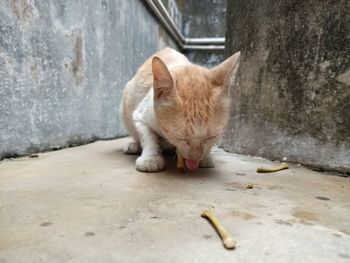 Cat lying on wall