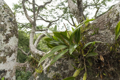 Low angle view of trees growing in forest