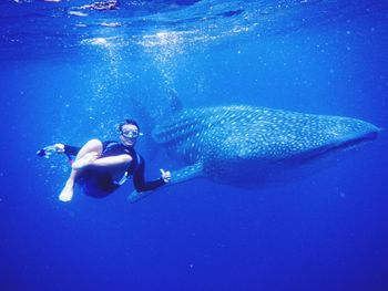 Man swimming with whale shark in sea