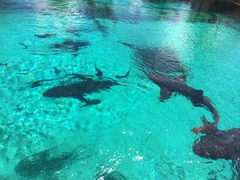 High angle view of fish swimming in water at aquarium