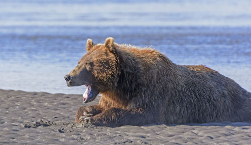 Bear yawn after a good meal in hallo bay in katmai national park