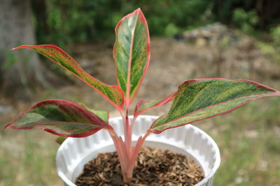 Close-up of plant in field