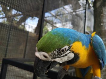 Close-up of parrot in cage