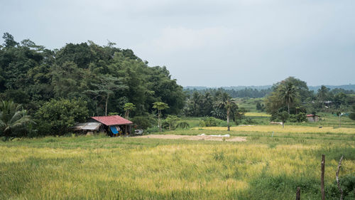 Scenic view of agricultural field against sky