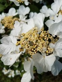 Close-up of white flowering plant