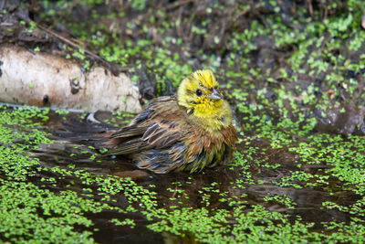 Bird perching on a plant