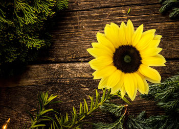 Close-up of yellow flowering plant