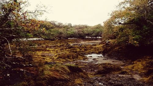 Stream in forest