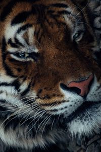 Close-up portrait of a cat