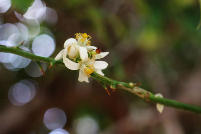 Close-up of insect on white flower