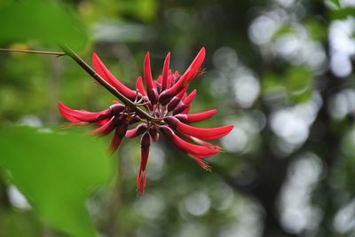 Close-up of red flower