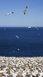 Seagulls on beach against clear sky