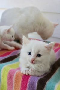 Close-up portrait of white kitten on bed