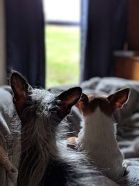 Close-up of a dog