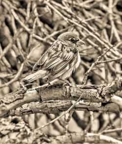 Close-up of bird perching on branch