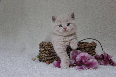 Portrait of kitten sitting on floor