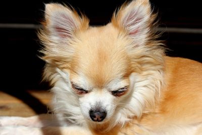 Close-up portrait of dog