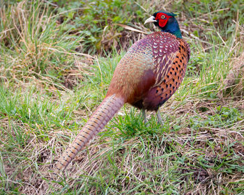 Pheasant standing in grass looking at camera