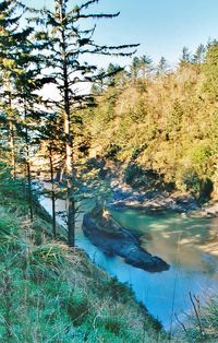 Scenic view of lake in forest