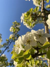 Low angle view of flowering plant against clear sky