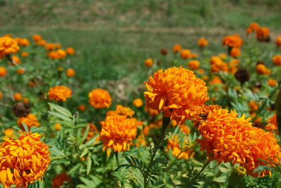 Close-up of yellow flowers on field