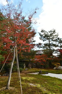 Trees in park against sky during autumn