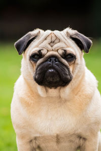 Close-up portrait of pug