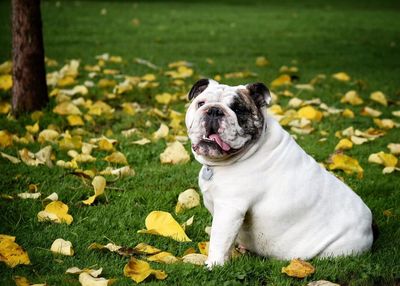 Close-up of dog sitting on grass