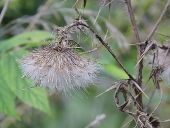 Close-up of flower against blurred background