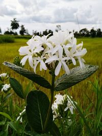 Close-up of white flowering plant on field