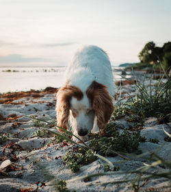 Close-up of dog at beach