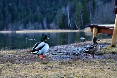 Two birds on lakeshore