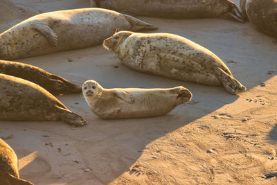 High angle view of animal resting on beach