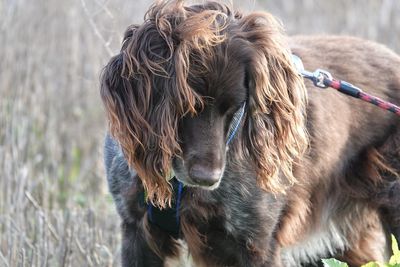 Close-up of dog looking away