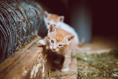 Portrait of kitten