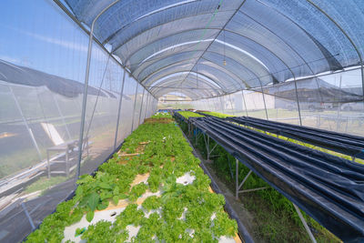 Scenic view of greenhouse