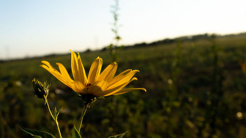 Close-up of yellow flower on field against sky