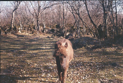 Horse in a forest