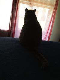 Cat sitting on window sill