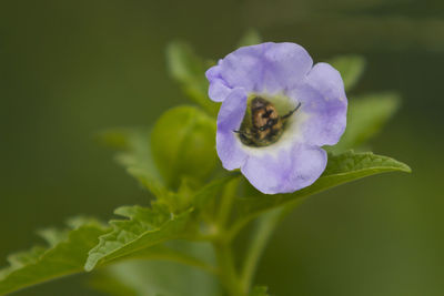 Close-up of purple pollinating flower